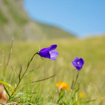 Ja zum CO₂- und zum Covid-19-Gesetz, Nein zu Agrar-Initiativen