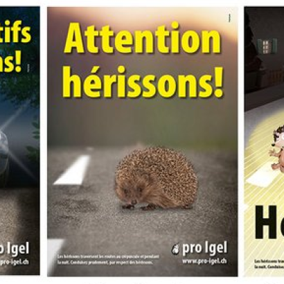 En route vers des communes amies des hérissons – la vôtre en fait-elle partie ?